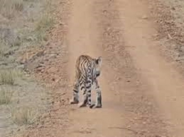 تین بچوں کے بعد شیرنی ٹی-141 نے بھی دم توڑ دیا