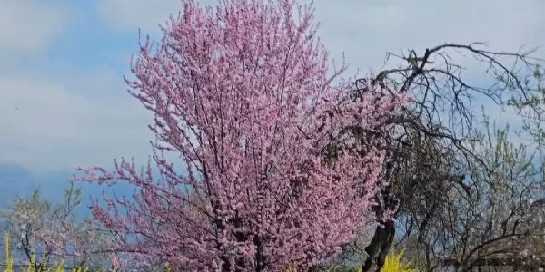 مسلسل ہورہی بارش سے کسان پریشان،فصلوں کو ہورہا ہے۔