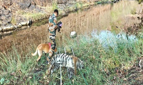 Wildlife Tiger Death Border Wildlife Tiger Death Border