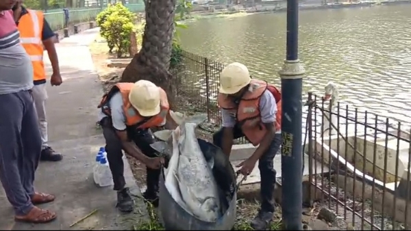 JH-HUNDREDS-OF-FISH-DIED-IN-THE-POND