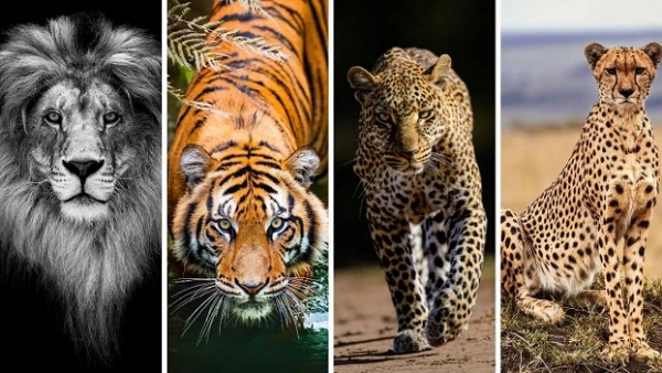 INDIA-BIG-CATS-CONSERVATION-EV