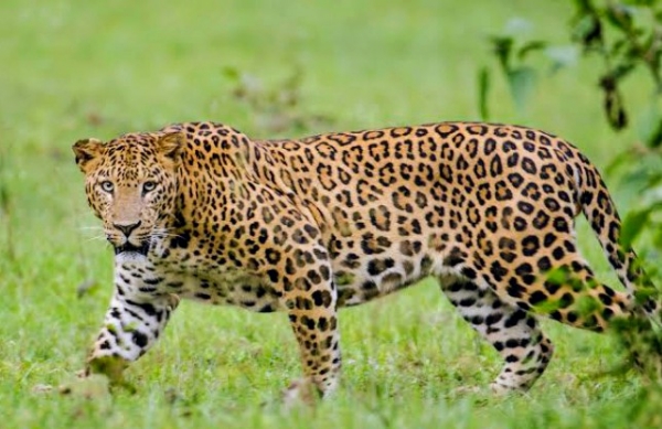 UP-LEOPARD-HUMAN-CONFLICT-