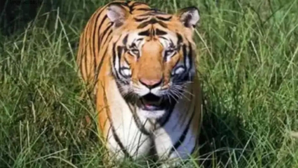 Tiger Attack Chandrapur