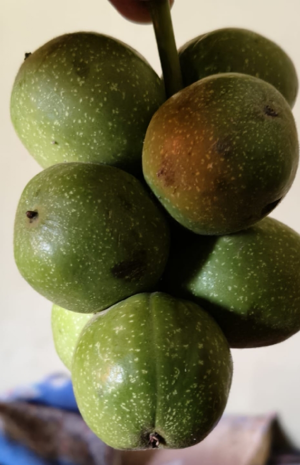 Walnut