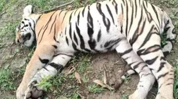 Crime Chandrapur Tigress Capture