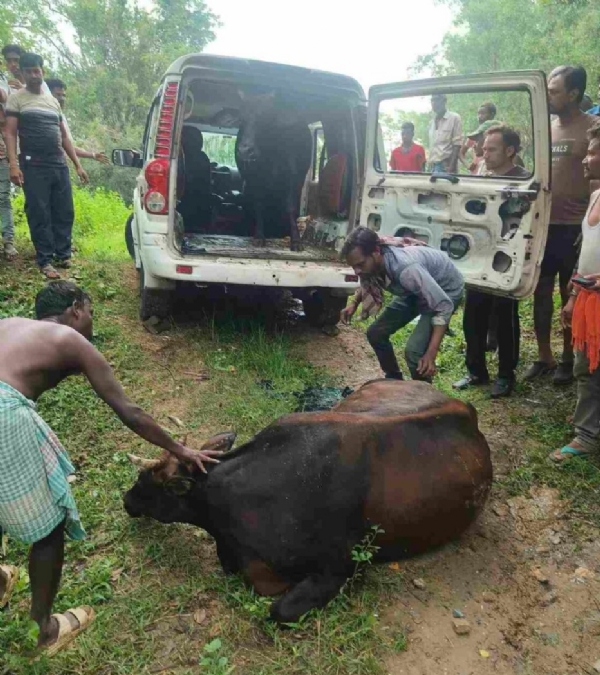JH-SCORPIO-SEIZED-ON-SUSPICION-OF-CATTLE-SMUGGLING