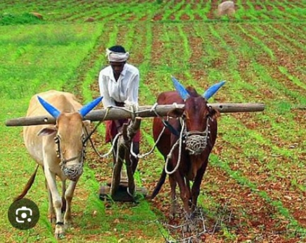 AGRICULTURE MAHA MONSOON DELAY