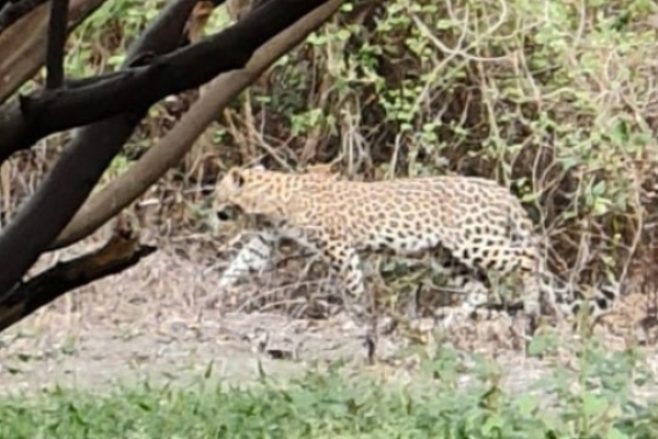WILDLIFE MAHA LEOPARD FEAR