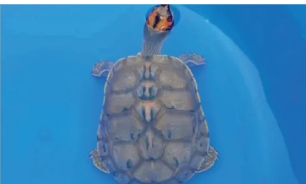 Turtle