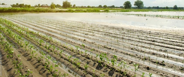 Rain Maha Junnar Damage