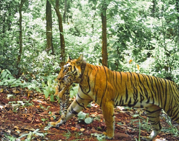 ENVIRONMENT MAHA TIGRESS ZEENAT
