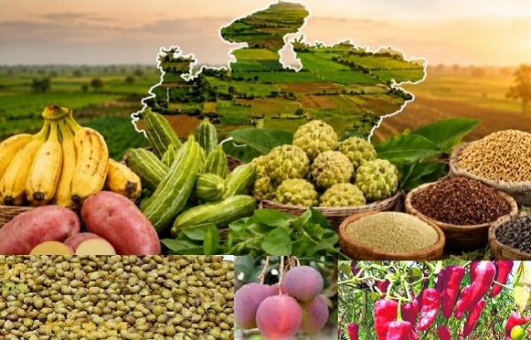 جی آئی ٹیگ حاصل کرنے والی مدھیہ پردیش کی باغبانی فصلیں: فائل جی آئی ٹیگ حاصل کرنے والی مدھیہ پردیش کی باغبانی فصلیں: فائل