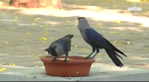 President-amrit-udyan-birds-water-containers-messa