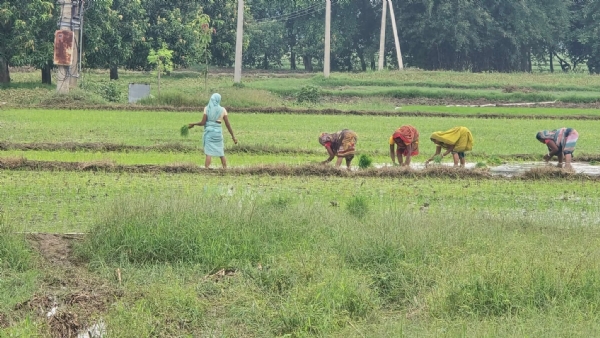 بارش سے کسانوں کی امیدیں بڑھی، بیج بونے کی تیاری کر رہے ہیں کسان بارش سے کسانوں کی امیدیں بڑھی، بیج بونے کی تیاری کر رہے ہیں کسان