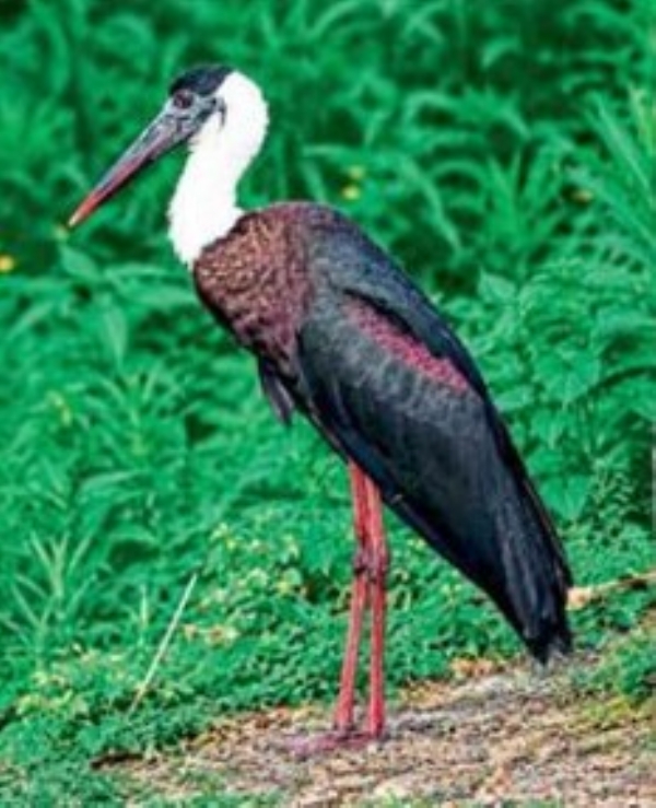 ENVIRONMENT MAHA RARE WOOLLY NECKED STORK ENVIRONMENT MAHA RARE WOOLLY NECKED STORK