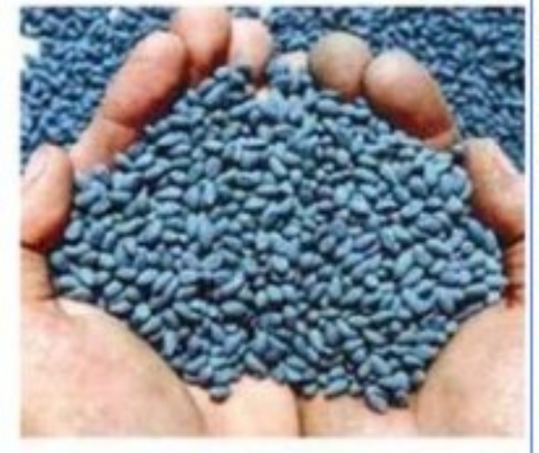 AGRICULTURE MAHA BOGUS SOYBEAN SEEDS AGRICULTURE MAHA BOGUS SOYBEAN SEEDS