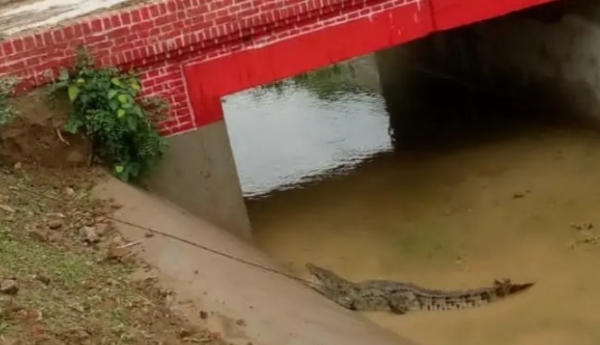 UP-KANPUR-CROCODILE-RESCUE- UP-KANPUR-CROCODILE-RESCUE-