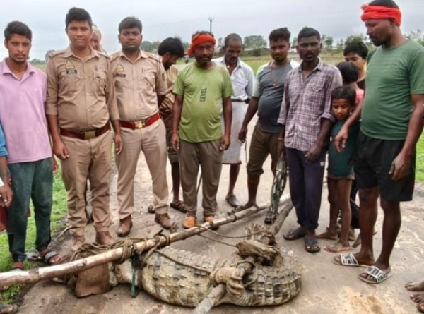 UP-CROCODILE-ENTERS-VILLAGE UP-CROCODILE-ENTERS-VILLAGE
