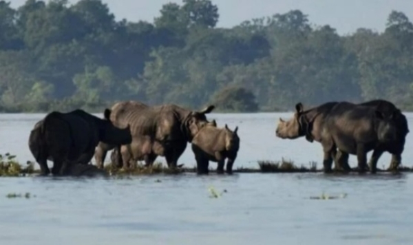 Kaziranga-Flood-Situation-Wors