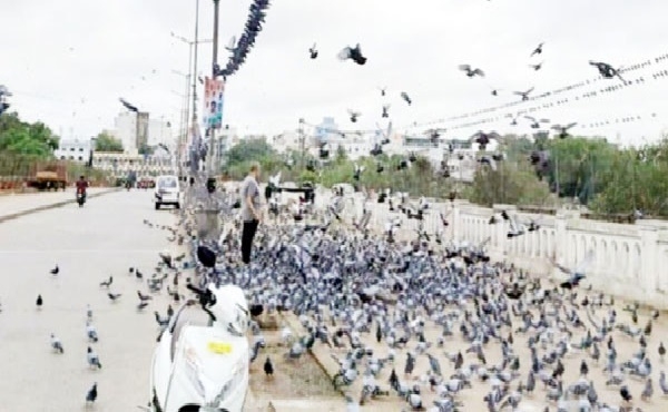 کبوتروں کی خوراک پر نگرانی اور ریکارڈ رکھنے ہائی کورٹ کی ہدایت کبوتروں کی خوراک پر نگرانی اور ریکارڈ رکھنے ہائی کورٹ کی ہدایت