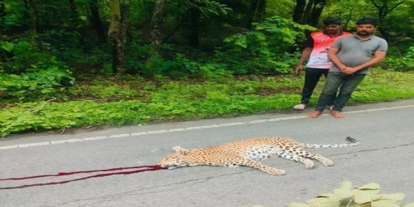میدک میں سڑک کنارے مردہ حالت میں چیتا برآمد