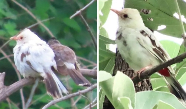 ENVIRONMENT WARDHA ALBINO BULBUL