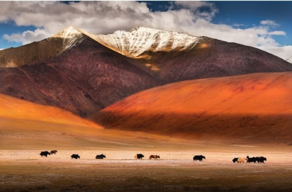 Yak Yak