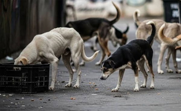 Stray Dog Attack Compensation Stray Dog Attack Compensation