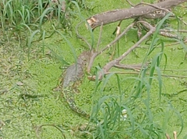 UP-AURAIYA-CROCODILES-POND UP-AURAIYA-CROCODILES-POND