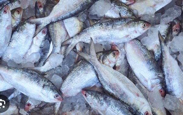 Hilsa-fish-returned-ganga-agri Hilsa-fish-returned-ganga-agri