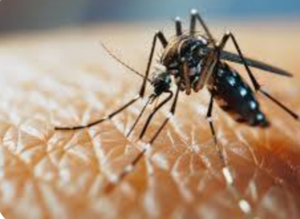Dengue