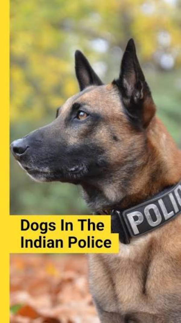Maharashtra Police Retired Dogs Lifetime Care