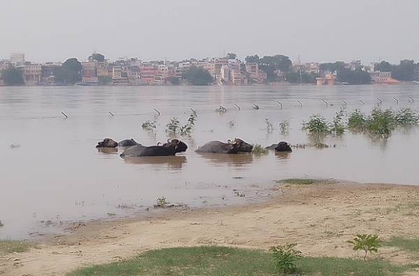 UP-GANGA-DOMARI-ANIMAL-HOUSE UP-GANGA-DOMARI-ANIMAL-HOUSE