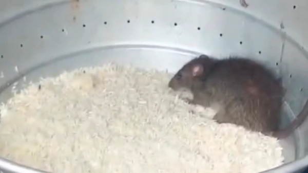 Biryani Centre Rat Eating Cooked Rice