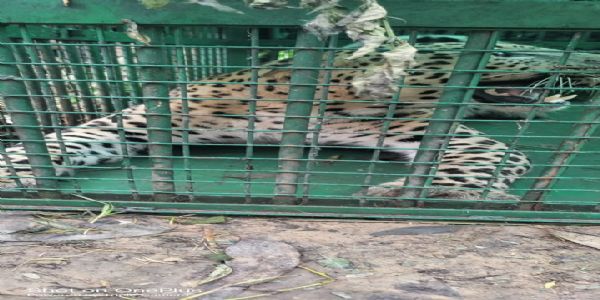 مراد آباد کے سہسپوری گاوں میں پنجرے میں قید ہوا تیندوا