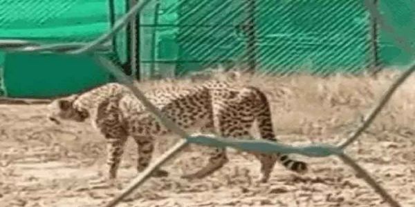 ایم پی میں کونو کے جنگل سے 21 دن سے لاپتہ مادہ چیتا نروا بحفاظت ملی، واپس باڑے میں لائی گئی
