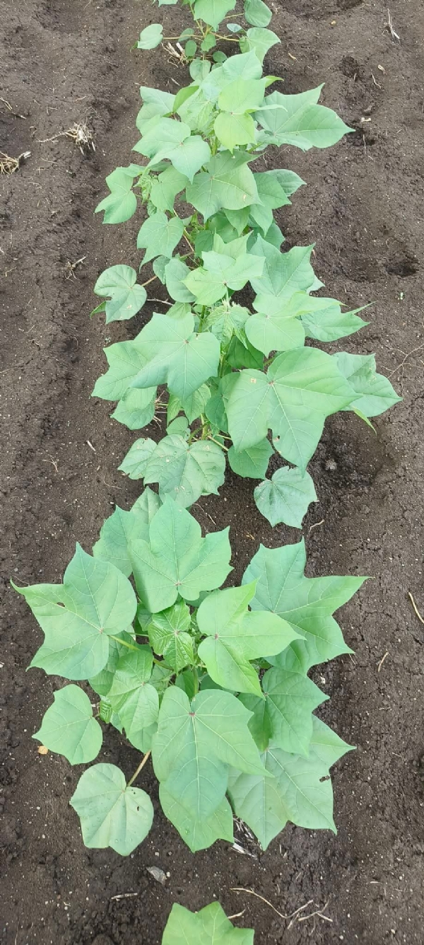 AGRICULTURE BEED COTTON AGRICULTURE BEED COTTON