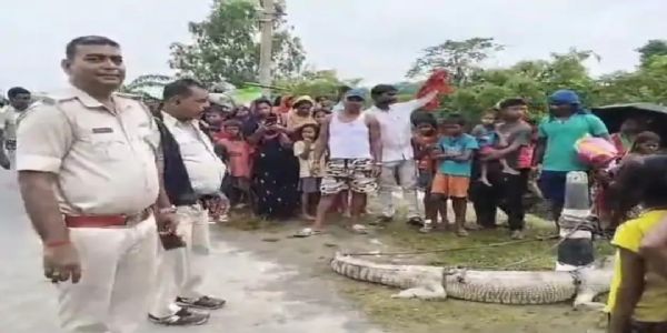 کوسی مہاسیتو کے قریب پانی میں دکھا مگر مچھ ، گاؤں والوں نے پکڑ کر پولیس کو دی اطلاع
