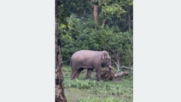 Nepal-Chitwan-White-elephant- Nepal-Chitwan-White-elephant-