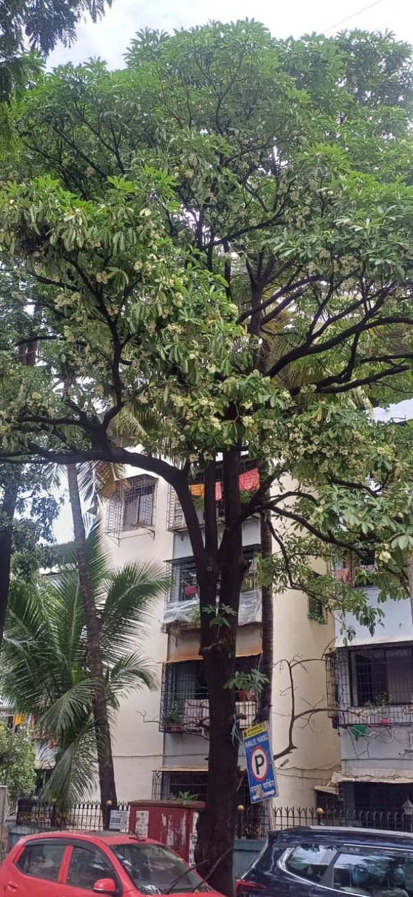 CLIMATE MAHA SAPTAPARNI