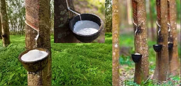 ربر کی پیداوار میں شمال مشرقی ہندوستان کی تصویر ربر کی پیداوار میں شمال مشرقی ہندوستان کی تصویر