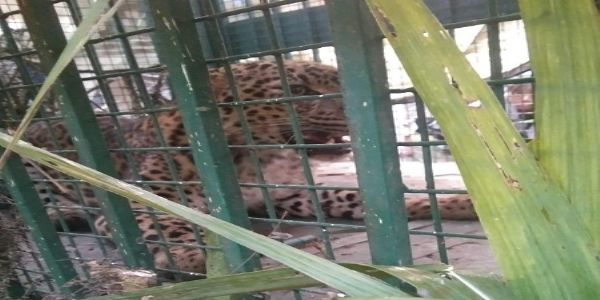 مرادآباد ضلع میں 48 گھنٹے کے دوران تیسرا تیندوا پنجرے میں قید