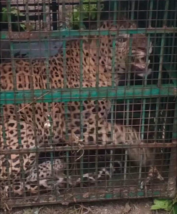بہرائچ میں آدم خور شیر پکڑا گیا، گاؤں والوں نے راحت کی سانس لی