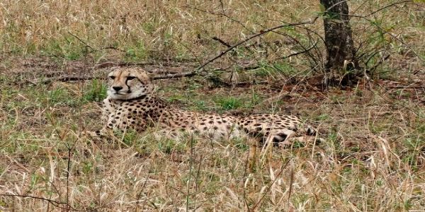 مدھیہ پردیش کے کونو نیشنل پارک میں نمیبیا سے لائے گئے چیتے گورو کی موت