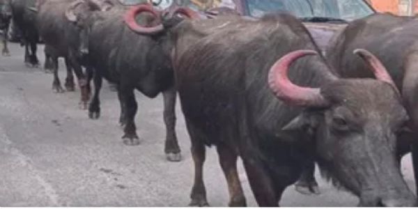 اکھنور میں سڑکوں پر بھینسوں کے جھنڈ گھومنے سے لوگ پریشان