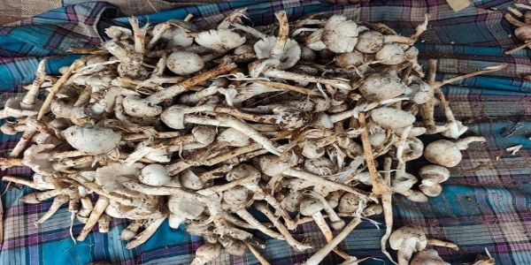 امرکنٹک کے بازار میں چھائی جنگلی مشروم ’پیہری‘، 400 روپے کلو تک قیمت