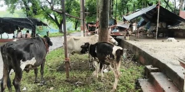 سیلاب کا پانی اترا مگر بے زبانوں کی مشکلات برقرار، چارے کی شدید قلت سے بھاگلپور میں دودھ کی پیداوار 40 فیصد تک گھٹی