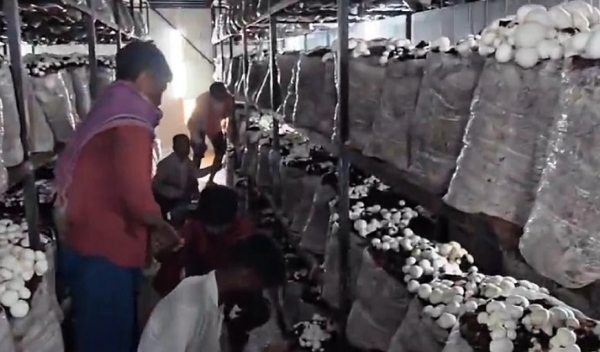 UP-MUSHROOM-PRODUCTION-UTSAV UP-MUSHROOM-PRODUCTION-UTSAV