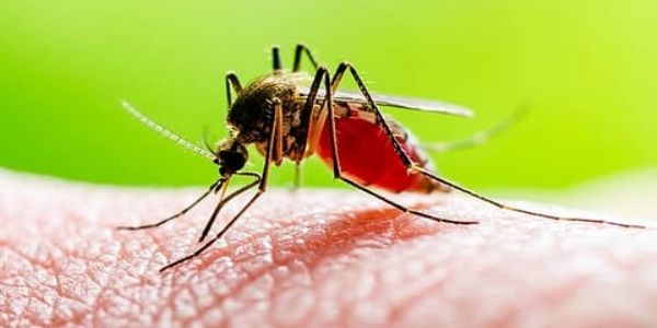 مغربی بنگال میں ڈینگو کا بڑھتا قہر، متاثرین کی تعداد ساڑھے چار ہزار سے تجاوز
