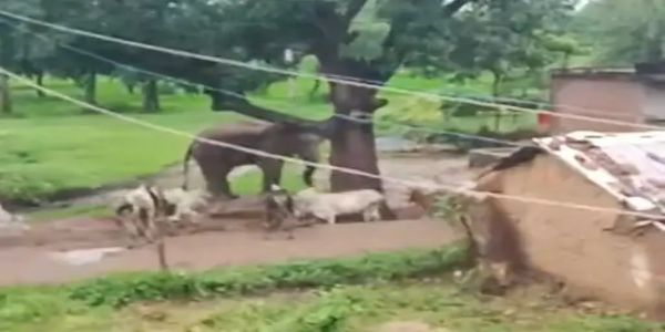 شہڈول: بستی کے بیچ میں دکھا ہاتھی، گاوں والوں میں خوف و دہشت